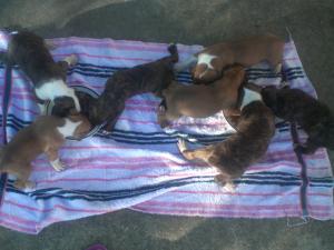 AKCBOXERPUPPIES-WEEKSOLD